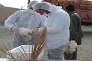 پیرانشهر : توقیف یک محموله مرغ زنده فاقد گواهی حمل بهداشتی 